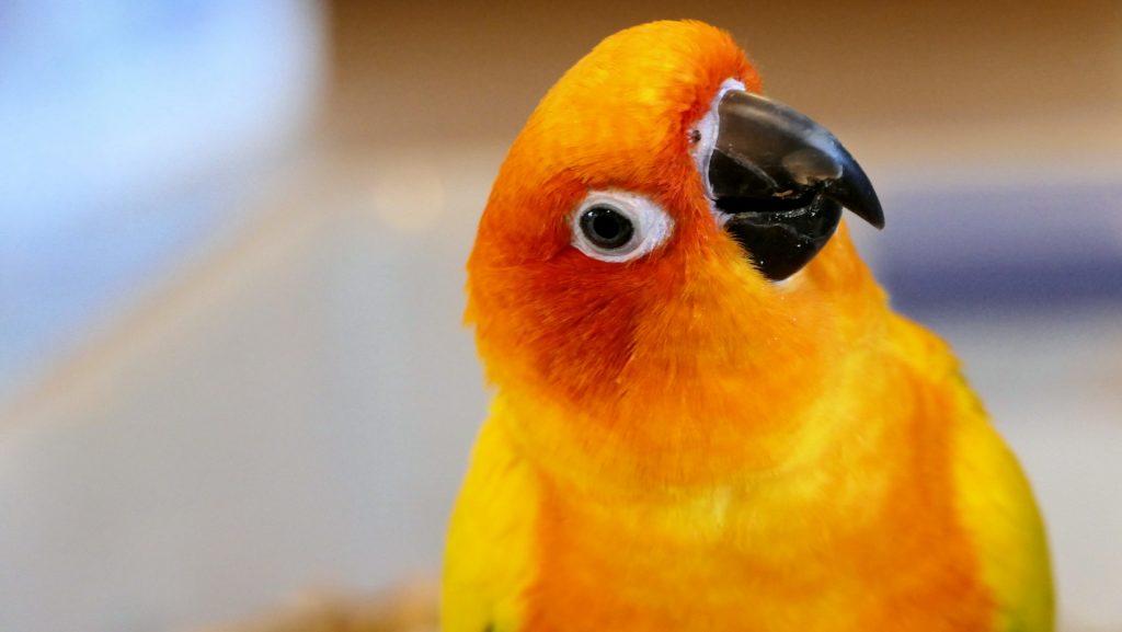 A cute yellow parakeet looking quizzically towards the camera